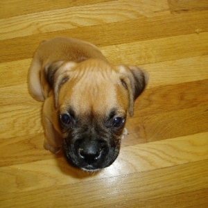Bobblehead!