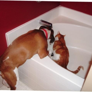 Getting a drink