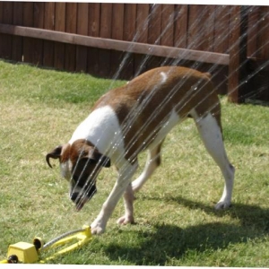 First sprinkler experience