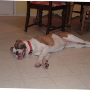 Dog tired!