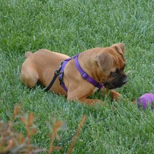 Bella playing ball
