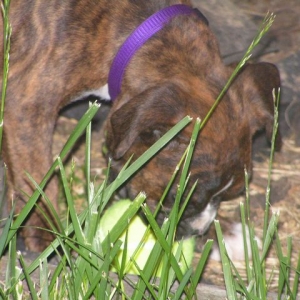 Where's the ball?
