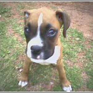 Napoleon 11 wks