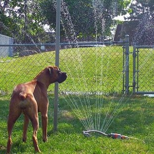 Cin and the sprinkler