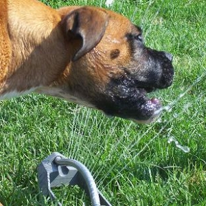 Attack the sprinkler!