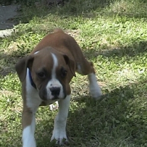 Cassie at 9 weeks