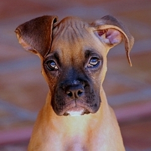 Goldie's Silly Ear
