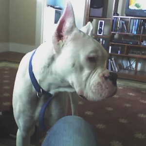Duke