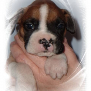 Khan4weeks