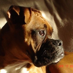 My Boxer Boy