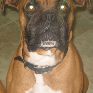 Sampson waiting for his puppy treat