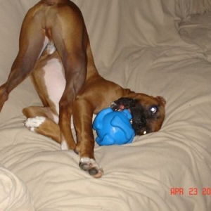 Tyson Loves this Toy