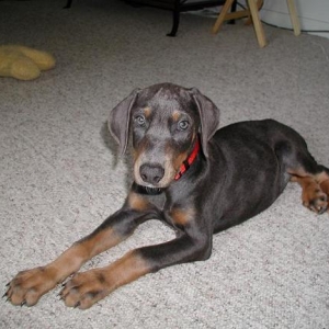 my new pup