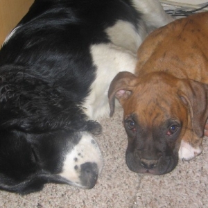 Sleeping with Nellie under the computer desk.