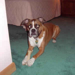 Ginger - 8th Birthday