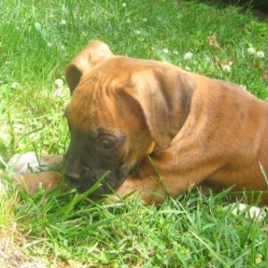 Bogie enjoying the weather
