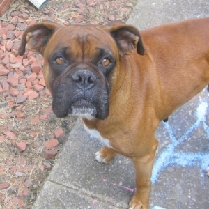 Sampson Puppy
