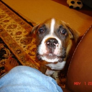 Romeo at 4 months.