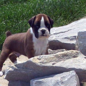 Male puppy - 4 wks