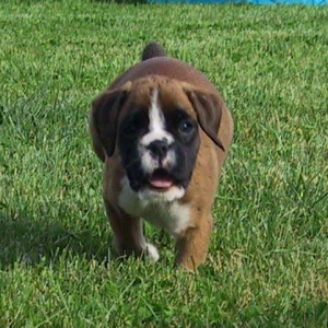 Fawn female2 - 6 wks
