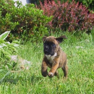 Brindle female2 - 6 wks
