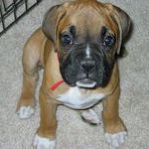 10 weeks