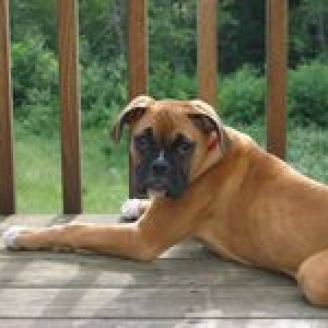 Deck spot, 15 weeks