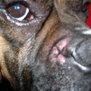 My poor Mason - hives 1