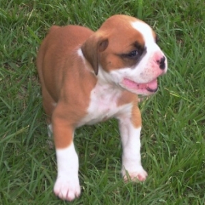 Shelby 3 wks