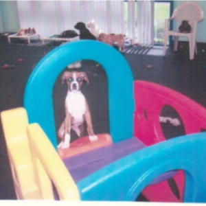 Doggy Daycare