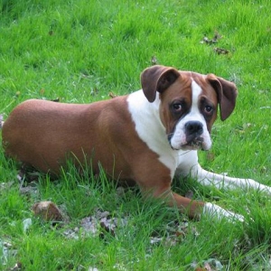 Sid in the grass