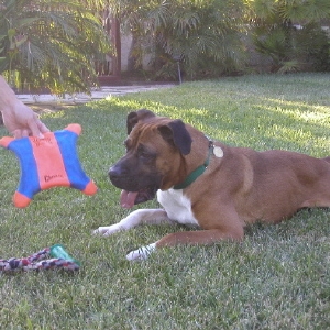 mmm...which toy...??