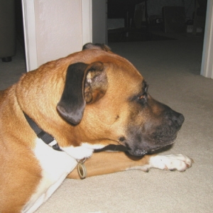 Lets play guess my mix! Part Boxer, part .. ?