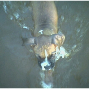 Napoleons first swim