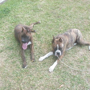 Luna & Bruiser