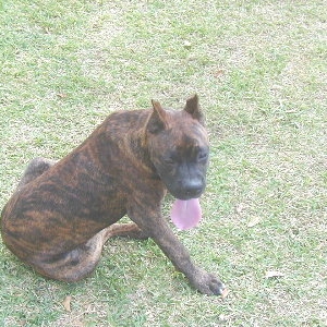 Bruiser