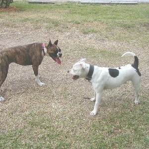 Luna & Jade