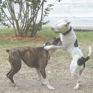 Luna & Jade Playing