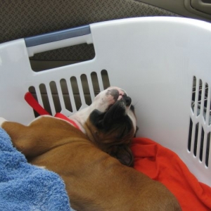 Coming Home