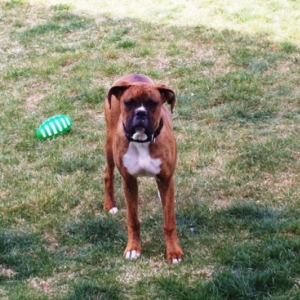 Brandi - our rescue!