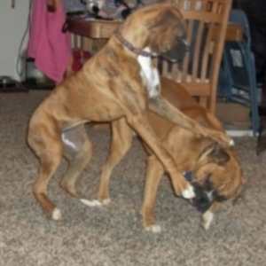 Koda and Brandi