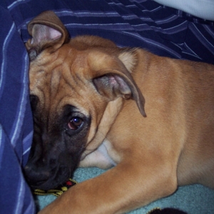 cody - 11 weeks