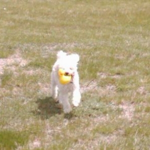 Bailey fetching his duck