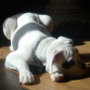 lying in the sun