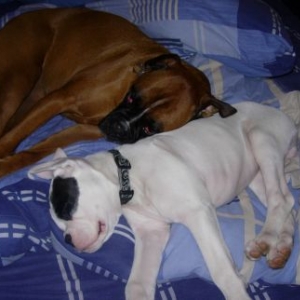 sleepy dogs