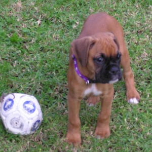 Roxy's First day home (2)