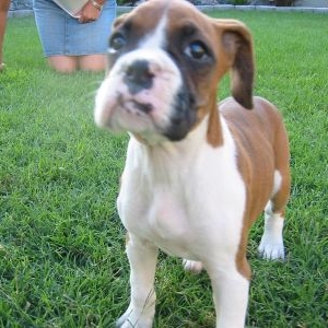 Little Ms. Ginger at 8 weeks