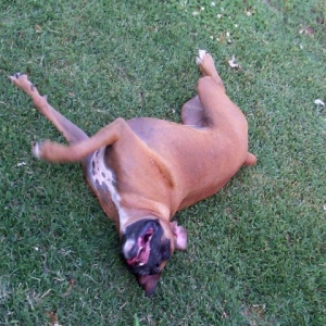 belle in the grass