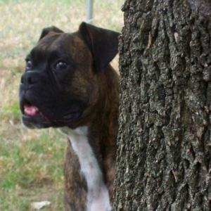 peek a boo