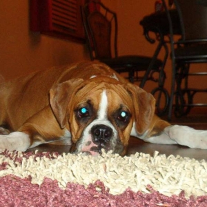 Roxxie Resting